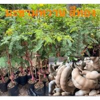 ราคา มะขามหวาน สีทอง กิ่งตอน 3 ต้น (14726115614)