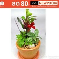 ราคา **ส่วนลดโค้ด​80​บาท​ ต้นไม้มงคลจิ๋ว​ ไม้ประดับแคระมงคล​ ไม้ประดับจิ๋วโต๊ะทำงาน​ สวนถาดขนาดเล็กไม้มงคล​ (1861101304)
