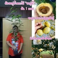 ราคา #ต้นชมพู่น้ำดอกไม้(ชมพู่น้ำ) (7760199570)