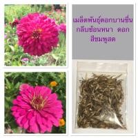 ราคา เมล็ดดอกบานชื่น สีชมพูสด (7148756058)