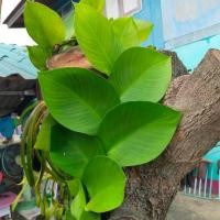 ราคา ต้นตีนตุ๊กแก แนบอุรา ตัดยอดสด ยาว 1 ฟุต (21875690192)