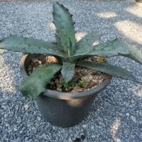 ราคา ต้นอากาเว่​ Agave​ ferox (17692170892)