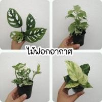 ราคา พลูด่าง พลูฉลุ พลูงาช้าง พลูราชินีหินอ่อน เปเปอร์โรเมียด่าง ไม้ฟอกอากาศ อย่างดี ราคาถูก (16805453606)