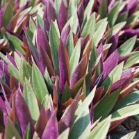 ราคา (ไม้ประดับ) ว่านกาบหอย (4542784195)