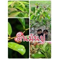 ราคา ต้นมันปู มันปู ผักมันปู (18851320548)