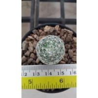 ราคา Mammillaria lenta### (4447094196)