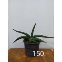 ราคา ลิ้นมังกรพาเท็นส์ sansevieria patens (6155906365)