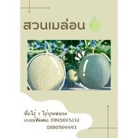 ราคา เมล่อน เมล่อนพันธุ์ญี่ปุ่นแท้ Japanese Melon (21683621184)
