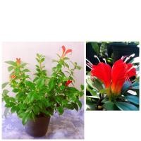 ราคา เอื้องหงอนไก่หรือว่านไก่แดง (9805769965)