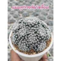 ราคา แมมลูกกอล์ฟเหลี่ยม ( Mammillaria humboldtii ) กระถาง 2 - 4 นิ้ว (28511565705)