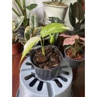 ราคา อิพิด่างขาว590บาทด่างสวยๆ (10640774453)