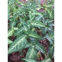 ราคา ต้นออมเงิน ออมทอง ไม้มงคลเงินทองมากมาย ขายเป็นชุด(ชุดล่ะ10ต้น) (7652583789)