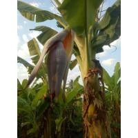 ราคา กล้วยพระเทพ หน่อกล้วยพระราชทาน (1 หน่อ) กล้วยน้ำว้ายักษ์ กล้วยกำนัน (มีหลายชื่อตามท้องถิ่น) ไม่มีเมล็ด กินอร่อย (20406553893)