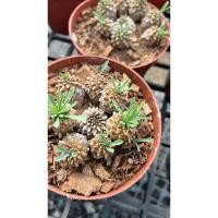 ราคา ต้นยูโฟเบีย️ ยูโฟเบียจาปอนิก้า(Euphorbia Japonica) ยูโฟเบียคนป่า #ยูโฟร์เบีย #Euphorbia (22855167617)