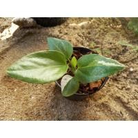 ราคา โชคเก้าชั้นโชคเก้าชั้นด่าง ด่างสวยตามภาพ (10619517034)