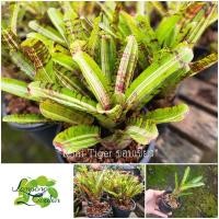 ราคา ต้น สับปะรดสี มินิ Tiger ด่างขอบเขียว ไม้กระถาง ไม้ใบ (29623169020)