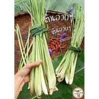 ราคา ตะไคร้แกงสดจากสวน 1 ชุดมี 10 ต้นสั่ง 2 ชุดแถม 3 ต้น ออแกนิค100% ตัดสดใหม่จากสวนทุกวัน (27306710985)