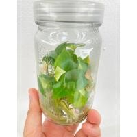 ราคา Anthurium Renaissance | ไม้เนื้อเยื่อ โชค 9 ชั้นทับทิมสยาม ถุง 10 ต้น (25509342854)