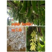 ราคา #หมามุ่ยอินเดีย ( ถั่วครกหรือถั่วขอ ) (8439153540)