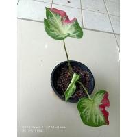 ราคา ❌❌ปิดค่ะ❌❌ชายชลแท้/บอนสีชายชลไซส์แม่พันธุ์มีจอมลูกขึ้นแล้วตามรูป/4-5ต้นอ่อน/ส่งต้นในรูปคร้า (13710168106)