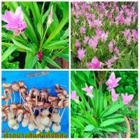 ราคา (14หัว) กระเจียวประทุมมา กระเจียวปทุมมา ดอก ต้น หัว กระเจียว พื้นเมือง สีชมพู แดงชาโดว์ red chado (11909717000)