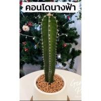 ราคา กระบองเพชรคอนโดนางฟ้า (15625368993)