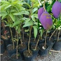 ราคา มะม่วงน้ำดอกไม้สีม่วง พันธุ์ไม้หายากพร้อมส่ง (2766328397)