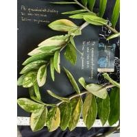 ราคา กวักมรกตด่าง ใบชำกวักมรกตด่าง มีราก มีหัว ใบใหญ่มากด่างทะลุหลังทุกใบ (8296398842)