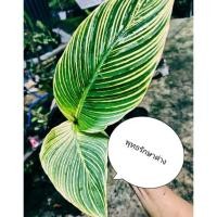 ราคา พุทธรักษาแคระด่างลายเบอกิ้นคัดต้นสวยพิเศษดอกคละสีค่ะ (9487449475)