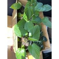 ราคา เสน่ห์จันทร์แดงไม้ว่านมงคล (11879066873)