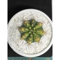 ราคา 2024. ขาย Gymnocalycium Mihanovichii Variegated ครับ (4423390001)