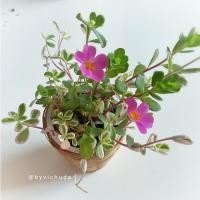 ราคา Succulent / Portulaca Grandiflora Variegarted / คุณนายตื่นสายใบด่าง (132629875)