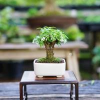 ราคา ♥︎ | บอนไซ โมกแคระเวียดนาม ⋆˚ ˚⋆ ((พร้อมส่ง✅)) มีวิธีการดูแล+ปุ๋ยแถมไปให้ค่ะ〰️ (27714187522)