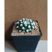 ราคา แมมปุยหิมะ Mammillaria erusamu (3635806176)