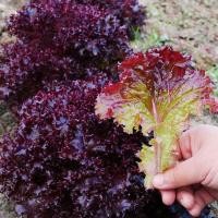 ราคา เมล็ดพันธุ์เรดคอรัลสลัด100เมล็ด เรดคอรัล (Red Coral Lettuce) (28557849795)