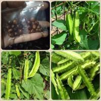 ราคา เมล็ดพันธุ์ถั่วพูพันธุ์ยาว 10 เมล็ด 25 บาท (4442877108)