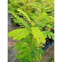 ราคา ต้นธรณีสารหรือว่านธรณีสาร เป็นไม้มงคล สรรพคุณเยอะมาก สูง 50-60ซ.ม (6457030743)