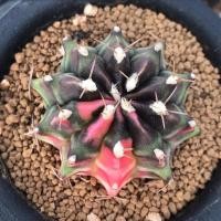 ราคา ยิมโน มิฮาโน ด่าง Gymnocalycium mihanovichii variegata (8145859441)