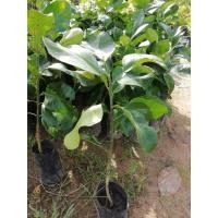 ราคา ต้นส้มโอเสียบยอดทับทิมสยาม (7744012875)