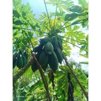 ราคา มะละกอดิบพันธุ์แขกนวลดำเนิน (29402602651)