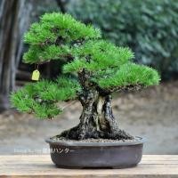 ราคา สนดำญี่ปุ่นถูกที่สุด25บ.เมล็ดพันธุ์บอนไซสนดำญี่ปุ่น10-50 เมล็ดปลูกง่ายโตไวทำบอนไซสวย (12424748570)