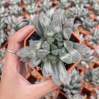 ราคา Haworthia cooperi silver swirl กุหลาบหินนำเข้า ไม้อวบน้ำ ไม้นำเข้าส่งแบบถอดรากค่ะ (2812103053)