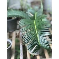 ราคา ปรงญี่ปุ่นขนาดกระถาง 8 นิ้ว (10754259370)