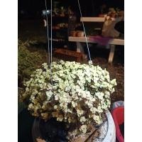 ราคา ต้นริบบิ้นชาลีสีเขียว Charlie ribbon (29867767140)