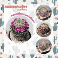 ราคา แมมขนนกเหลือง ดอกชมพู ดอกขาวขีดชมพู (12468660679)