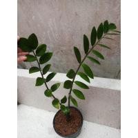 ราคา กวักมรกตเขียว กระถาง8" (6997597696)