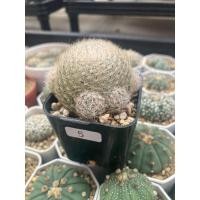 ราคา แมมเลนต้า (Mammillaria lenta) ไม้เมล็ด (14297735318)