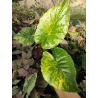 ราคา ต้นหูช้างด่างเหลือง ไม้ประดับ ใบสวย สามารถทักมาเลือกต้นได้นะค่ะ (19922347822)