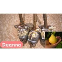 ราคา กิ่งตอนมะเดื่อฝรั่ง (Deanna) 1 กิ่ง (12937415579)