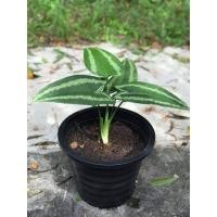 ราคา กวักพระพรหม​ไม้นำโชค (15046957862)